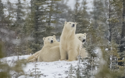 2023 Bear Season Wrap Up
